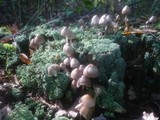 Mycena inclinata image