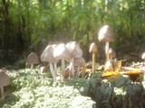 Mycena inclinata image