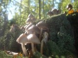 Mycena inclinata image