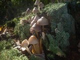 Mycena inclinata image