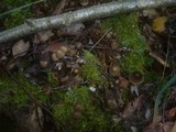 Mycena inclinata image