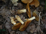 Cortinarius melanotus image