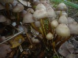 Mycena inclinata image
