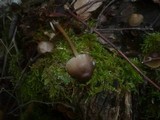 Mycena inclinata image