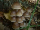 Mycena maculata image