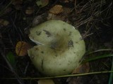 Russula aeruginea image