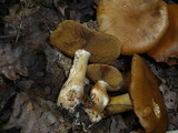 Cortinarius melanotus image