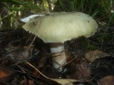 Russula aeruginea image