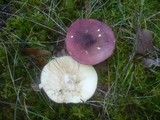 Russula graveolens image