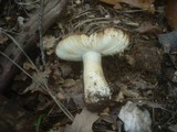 Russula graveolens image