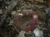Russula graveolens image