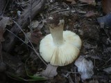Russula graveolens image