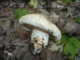Tricholoma acerbum image