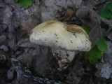 Tricholoma acerbum image