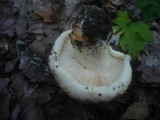 Tricholoma acerbum image