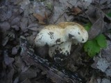 Tricholoma acerbum image