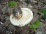 Tricholoma acerbum image