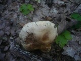Tricholoma acerbum image