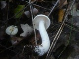 Tricholoma stiparophyllum image