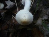 Tricholoma stiparophyllum image