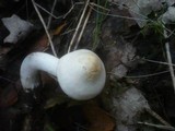 Tricholoma stiparophyllum image