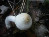 Tricholoma stiparophyllum image