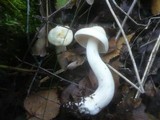 Tricholoma stiparophyllum image