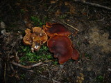 Cortinarius orellanus image