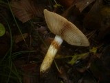 Cortinarius cephalixus image