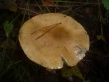 Cortinarius cephalixus image
