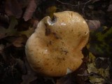 Cortinarius cephalixus image