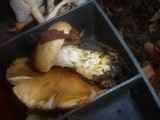 Cortinarius cephalixus image