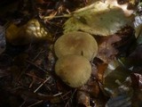 Cortinarius melanotus image