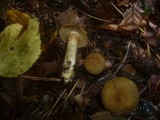 Cortinarius melanotus image