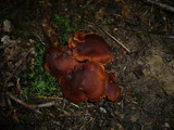 Cortinarius orellanus image