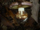 Cortinarius cupreorufus image