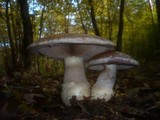 Cortinarius praestans image