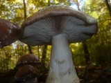 Cortinarius praestans image