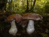 Cortinarius praestans image