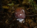 Cortinarius praestans image