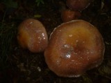 Cortinarius praestans image