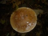 Cortinarius praestans image