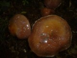 Cortinarius praestans image