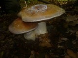 Cortinarius praestans image
