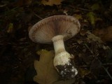 Cortinarius praestans image