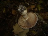 Cortinarius praestans image