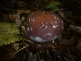 Cortinarius praestans image