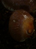 Cortinarius praestans image