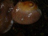 Cortinarius praestans image