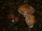 Cortinarius praestans image
